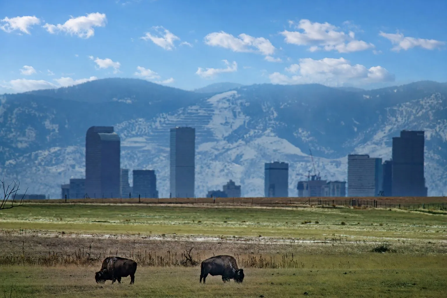 Denver skyline with bison grazing and snow-capped mountains under a blue sky